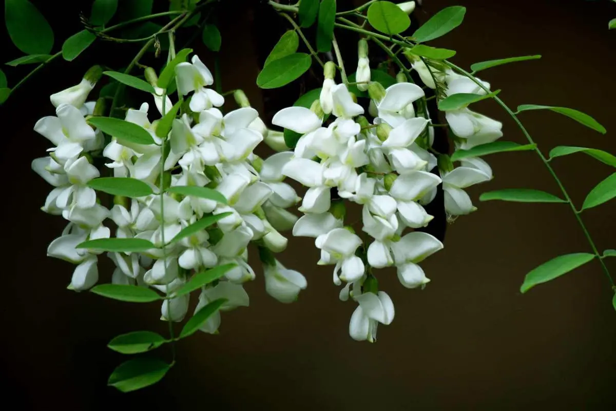 Sophora japonica