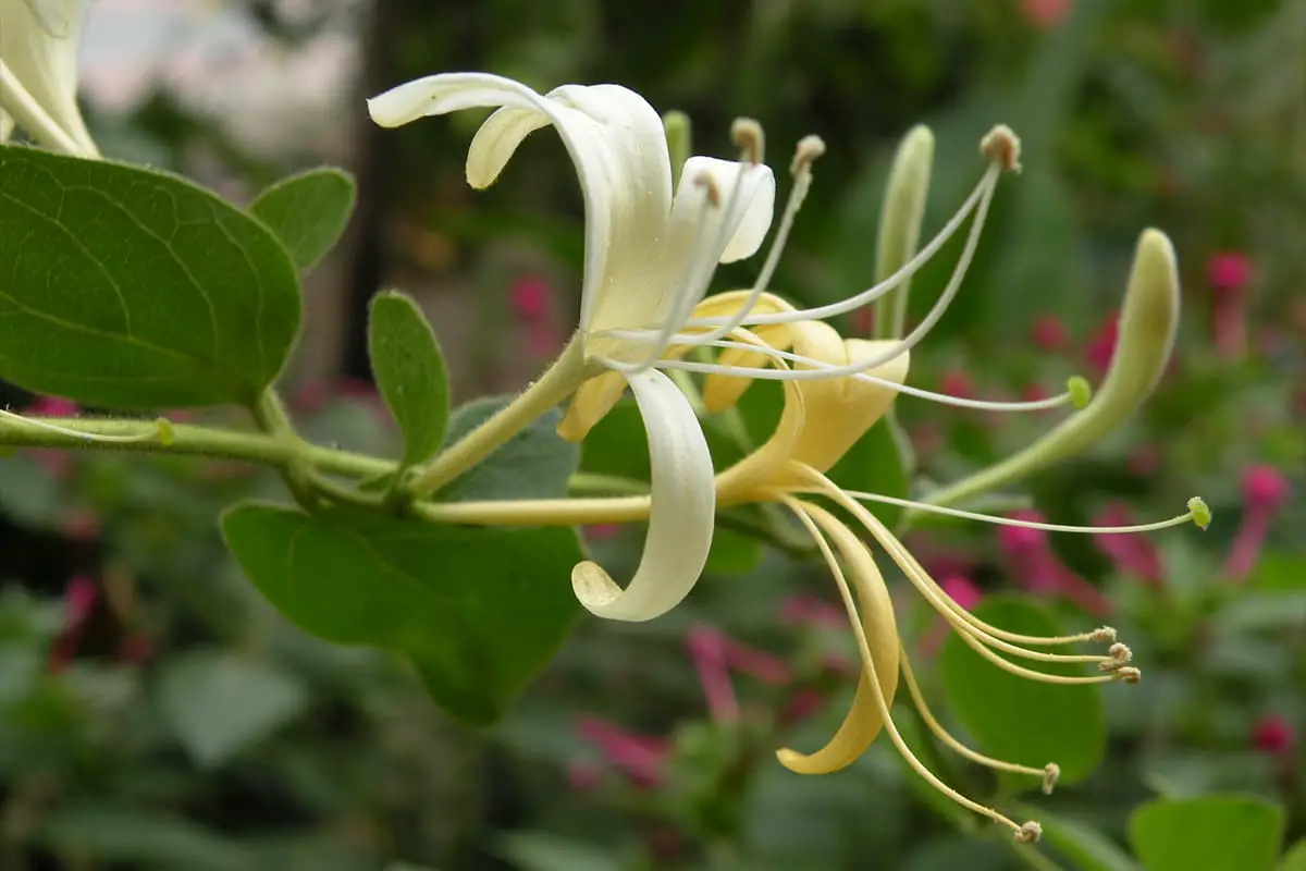 Lonicera japonica