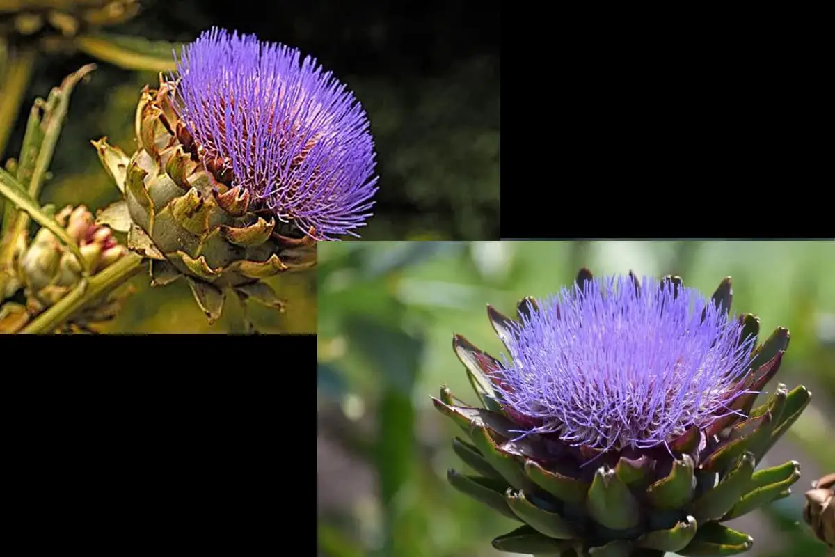 Cynara scolymus