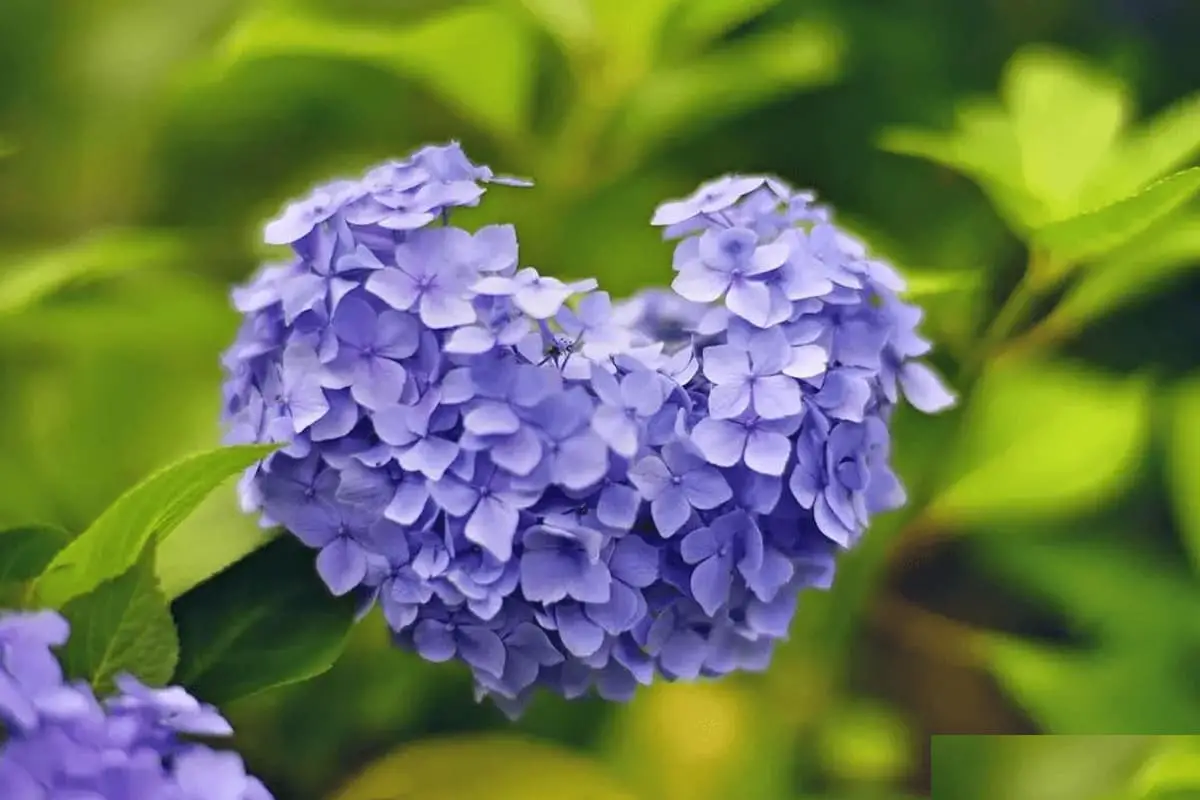 Hydrangea macrophylla