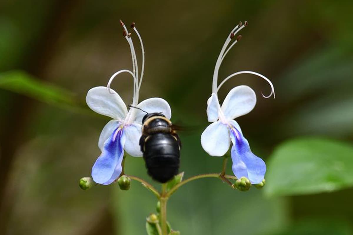 Rotheca myricoides