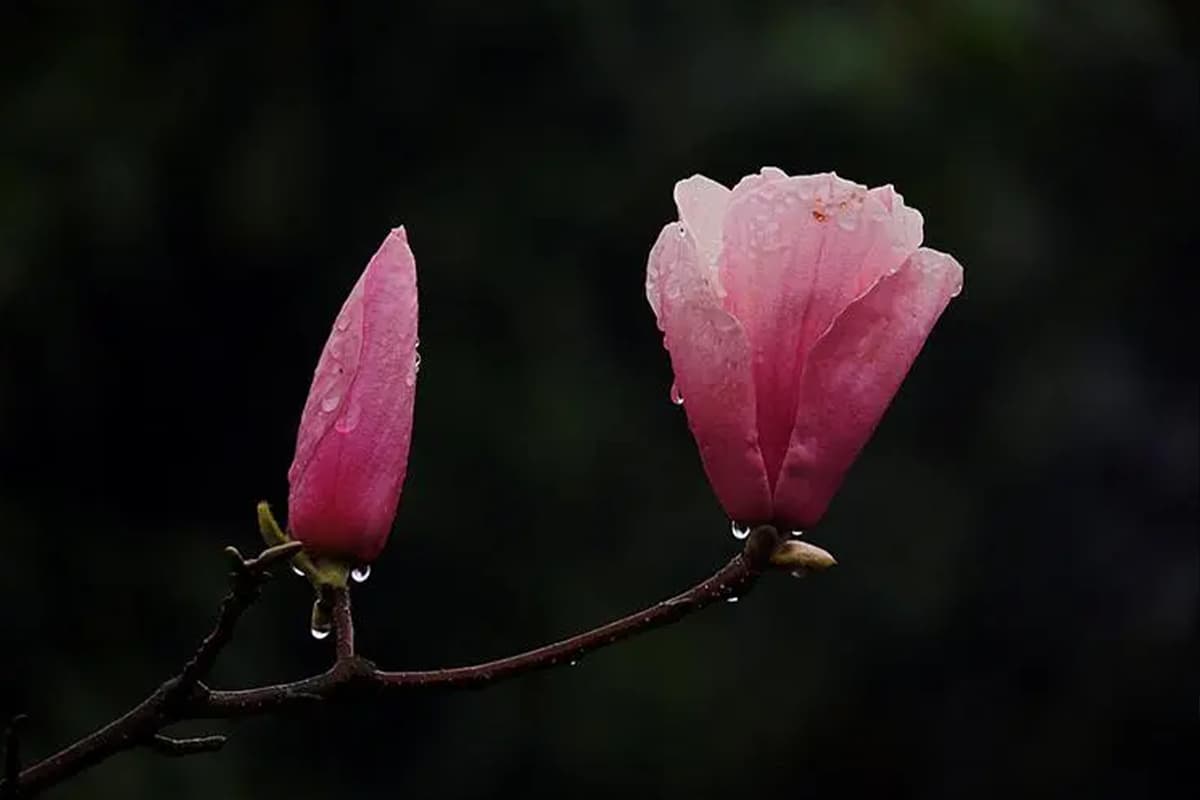 Yulania liliiflora