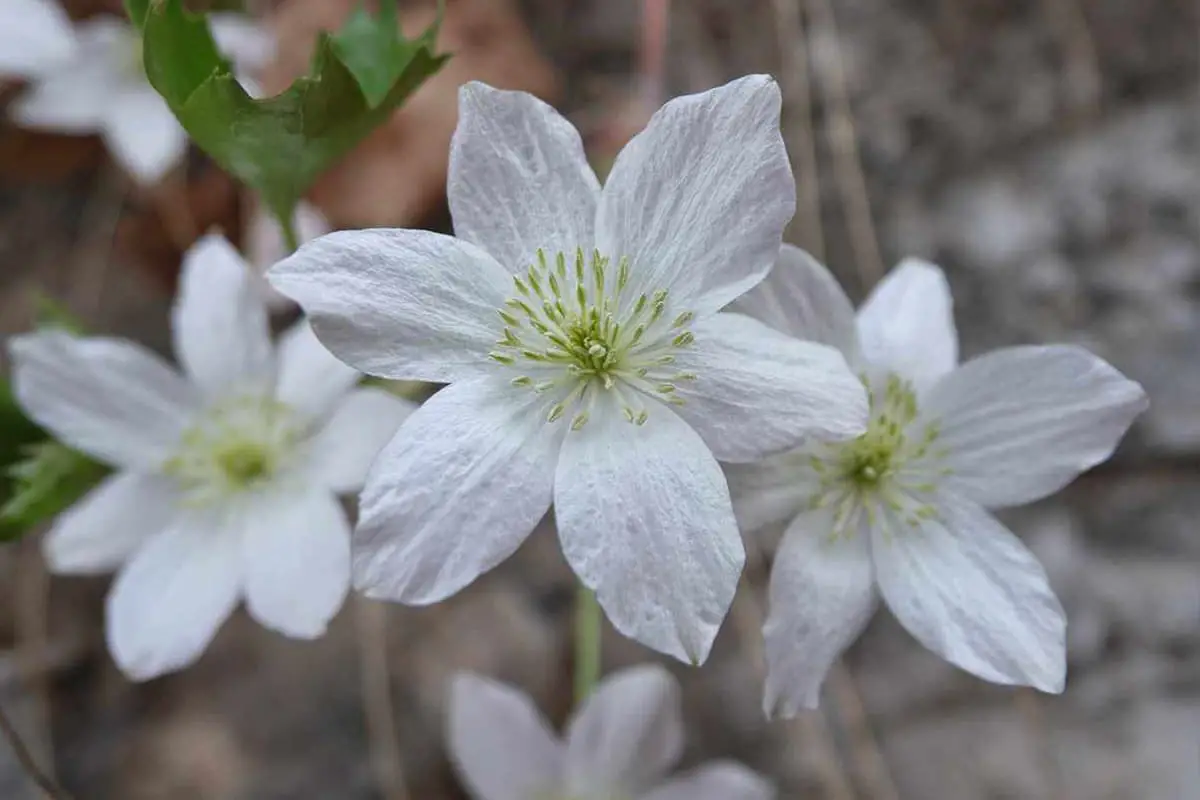 Clematis florida