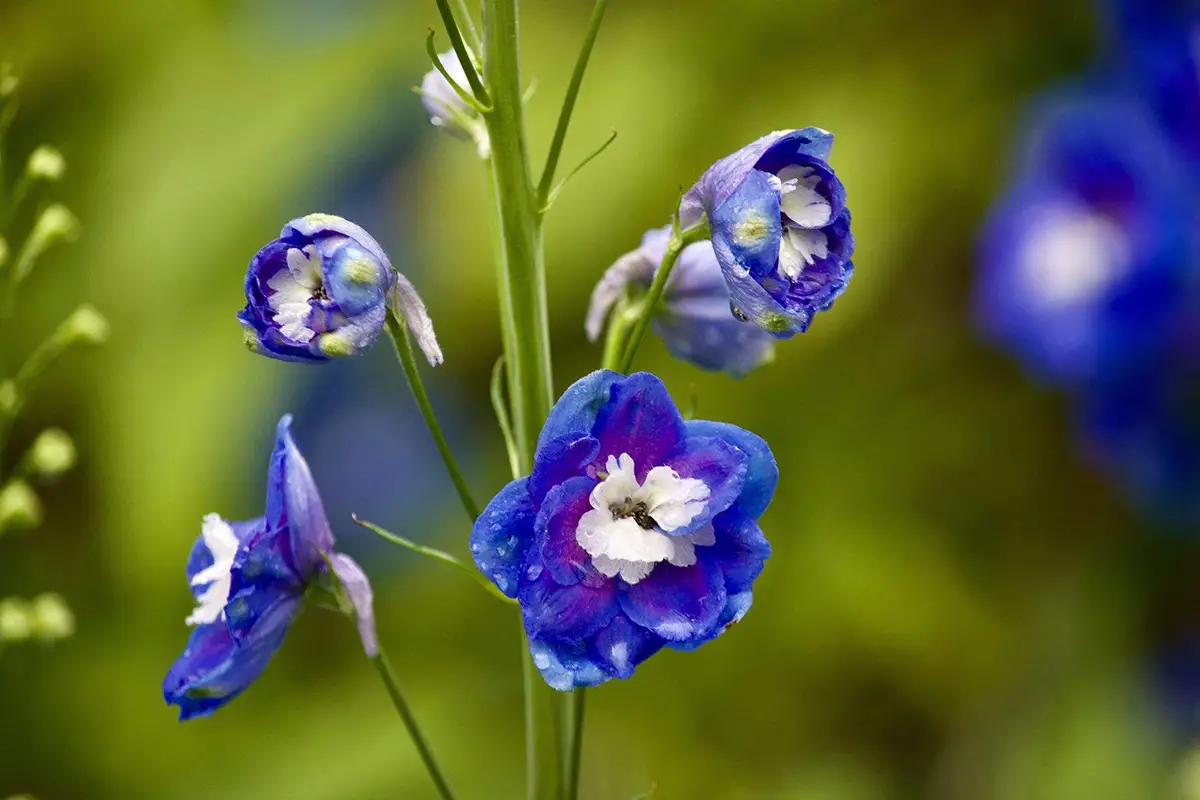 Rittersporn (Delphinium grandiflorum)