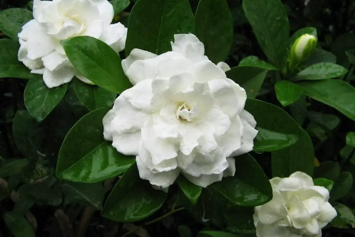 Gardenia jasminoides