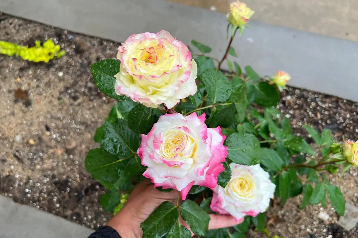 Rosa Chinensis Viridiflora