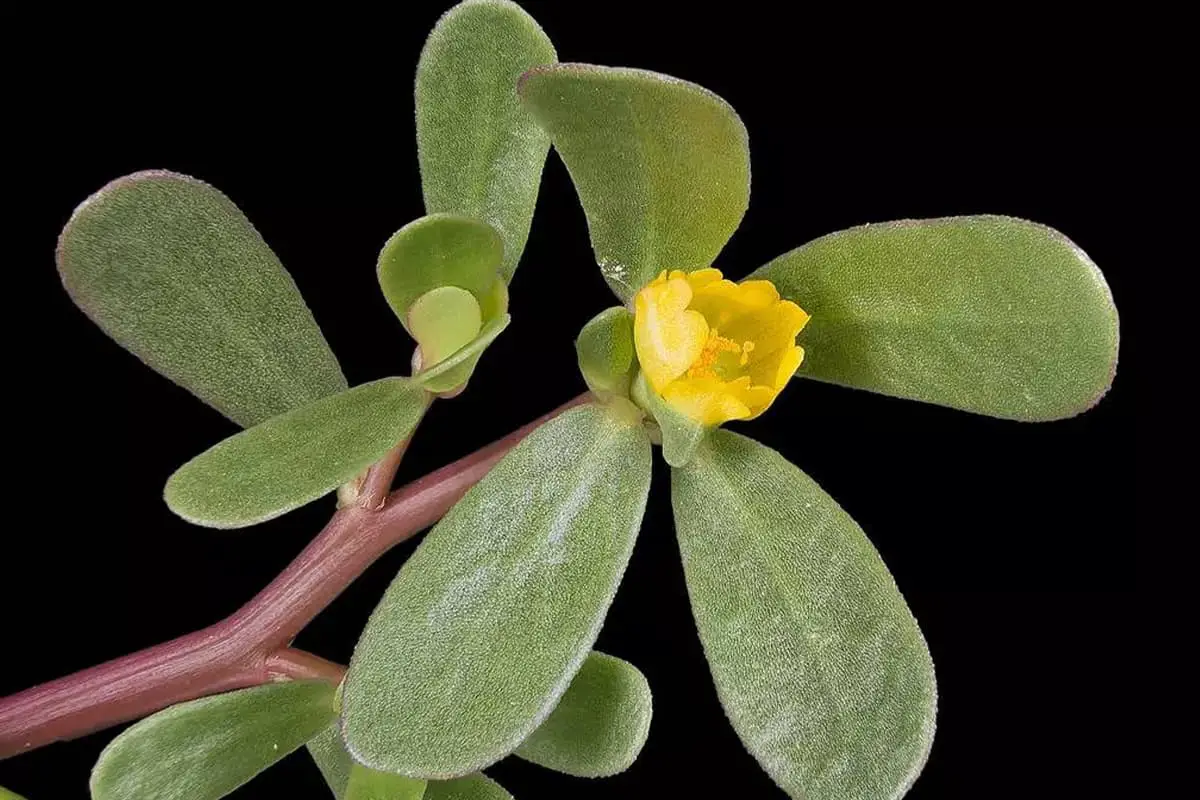 Portulaca molokiniensis