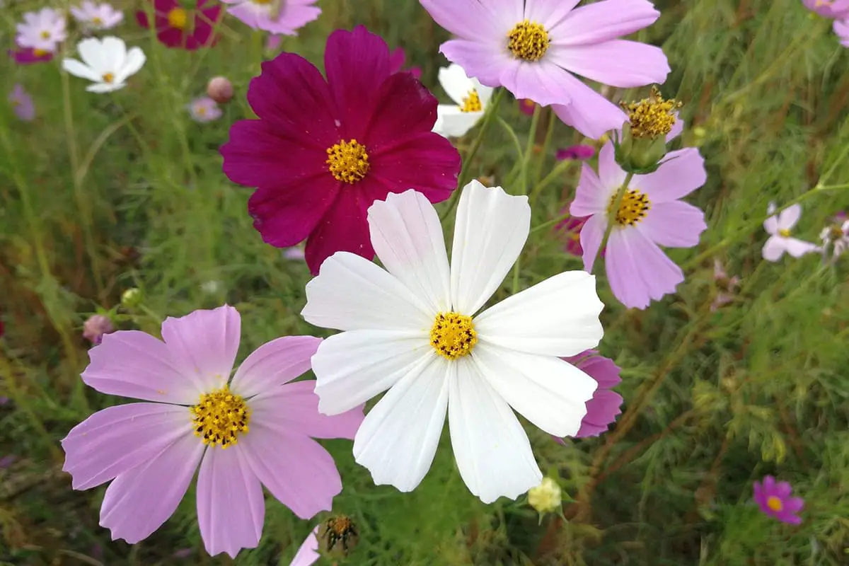 Cosmos sulphureus