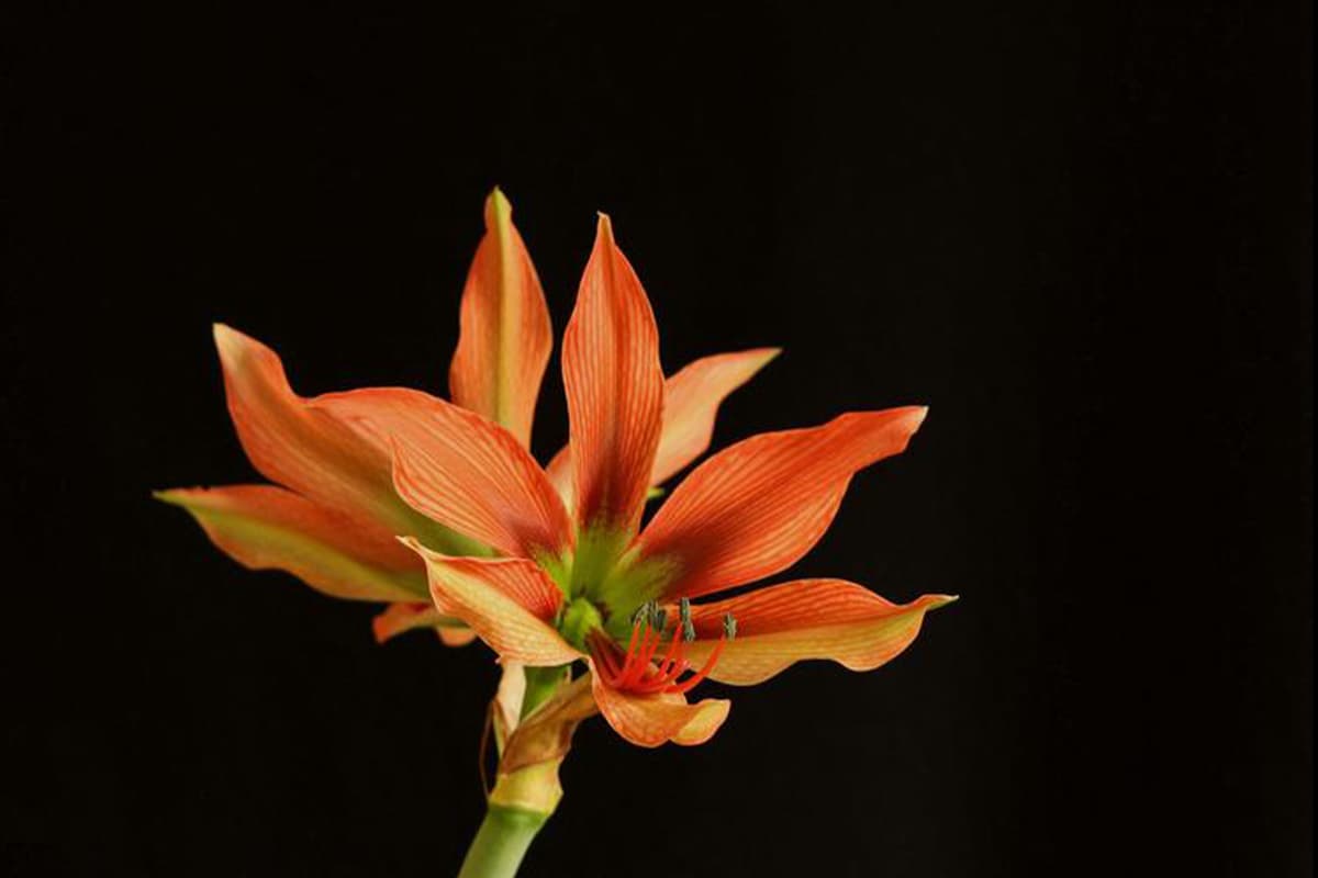 Hippeastrum rutilum