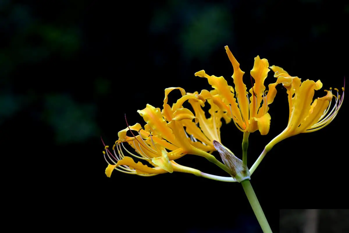 Gele lycoris