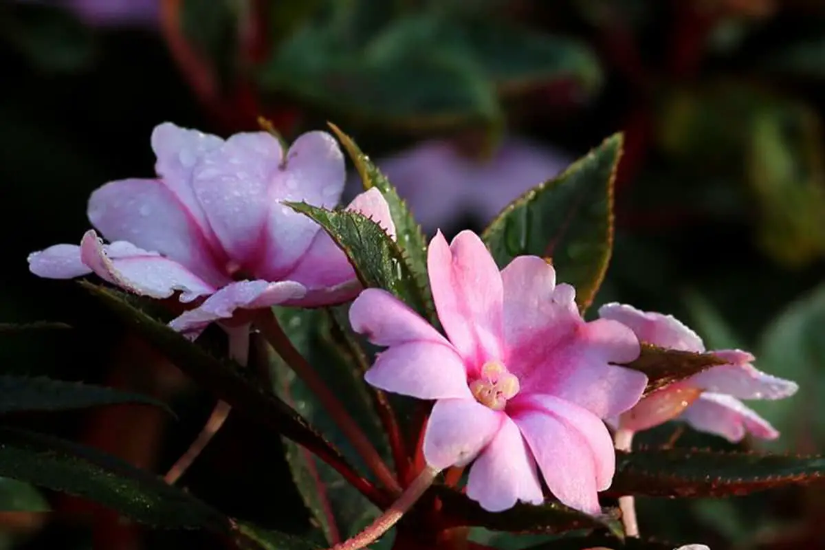 Impatiens Hawkeri