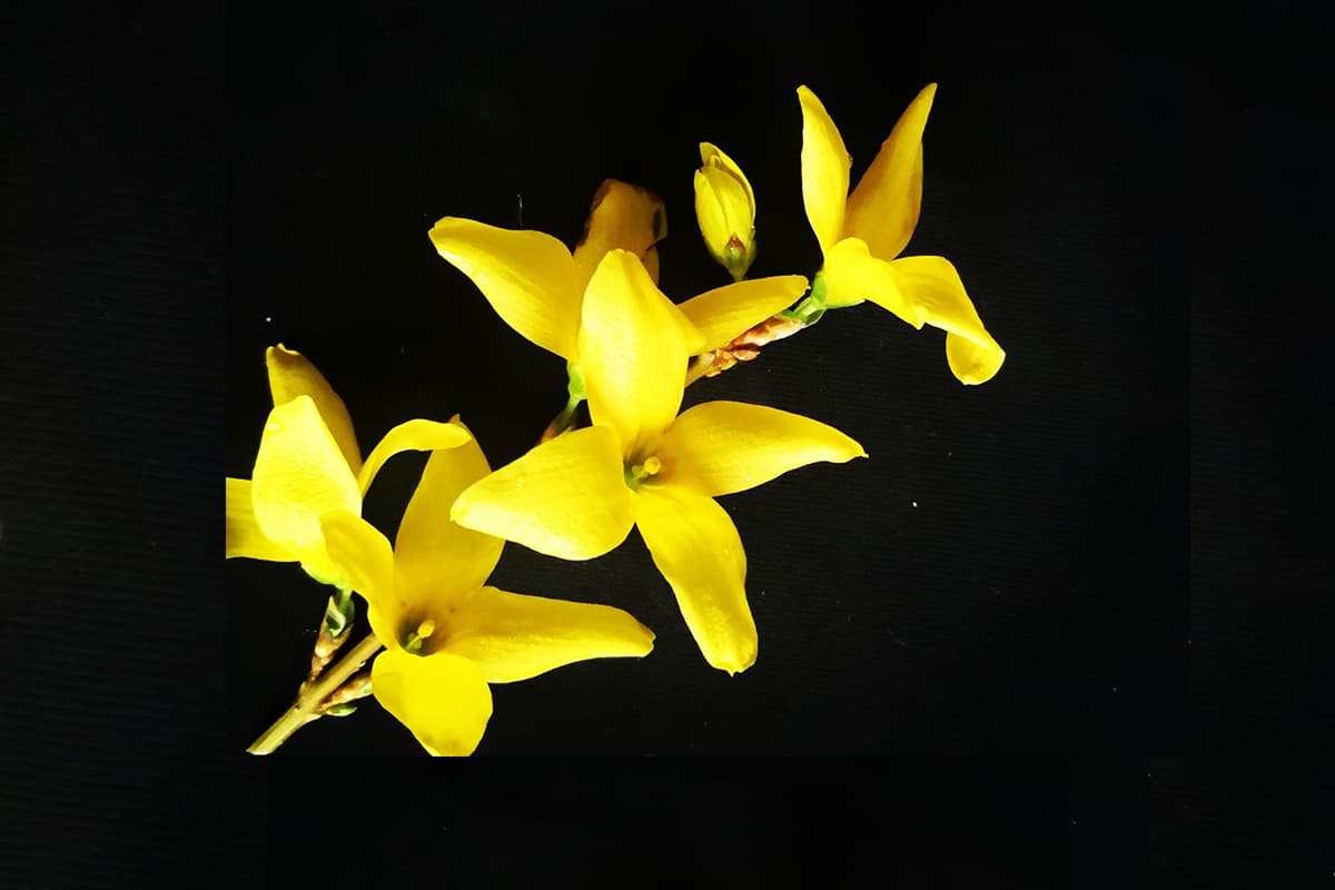 Forsythias, Blooming period: February-April