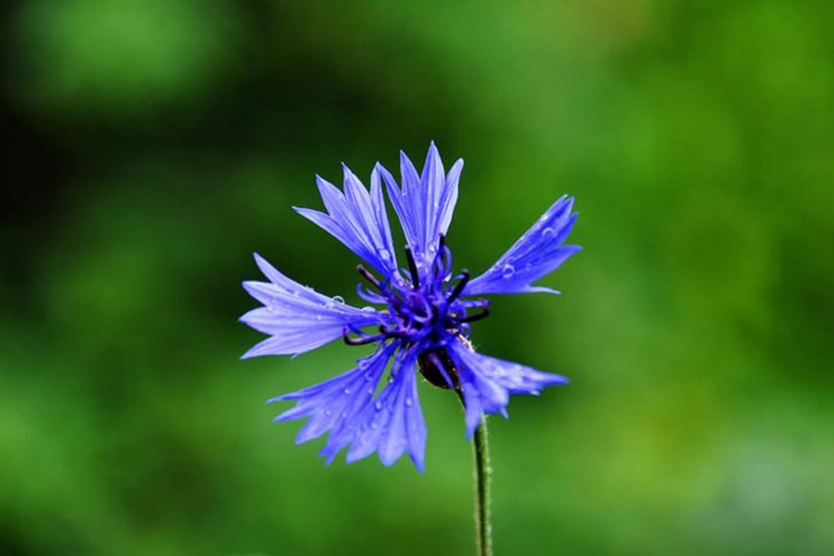 Centaurea cyanus