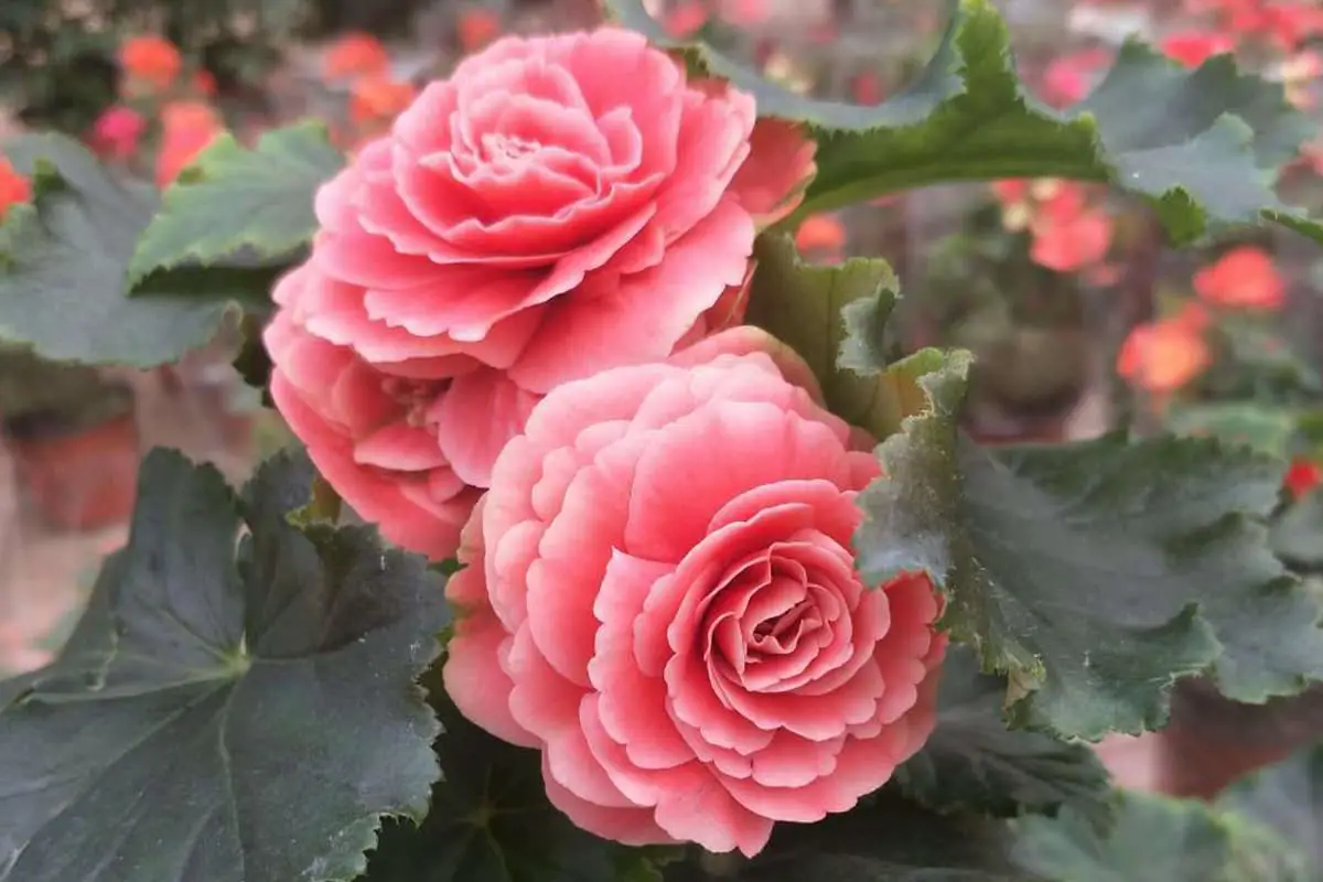 Learn About the Rieger Begonias: Basics, Growth & Care, Value and More