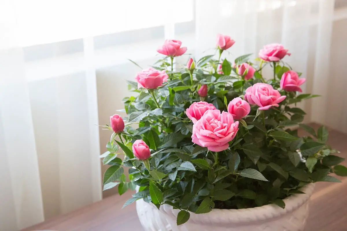 Learn About the Miniature Rose: Basics, Growth & Care, Value and More