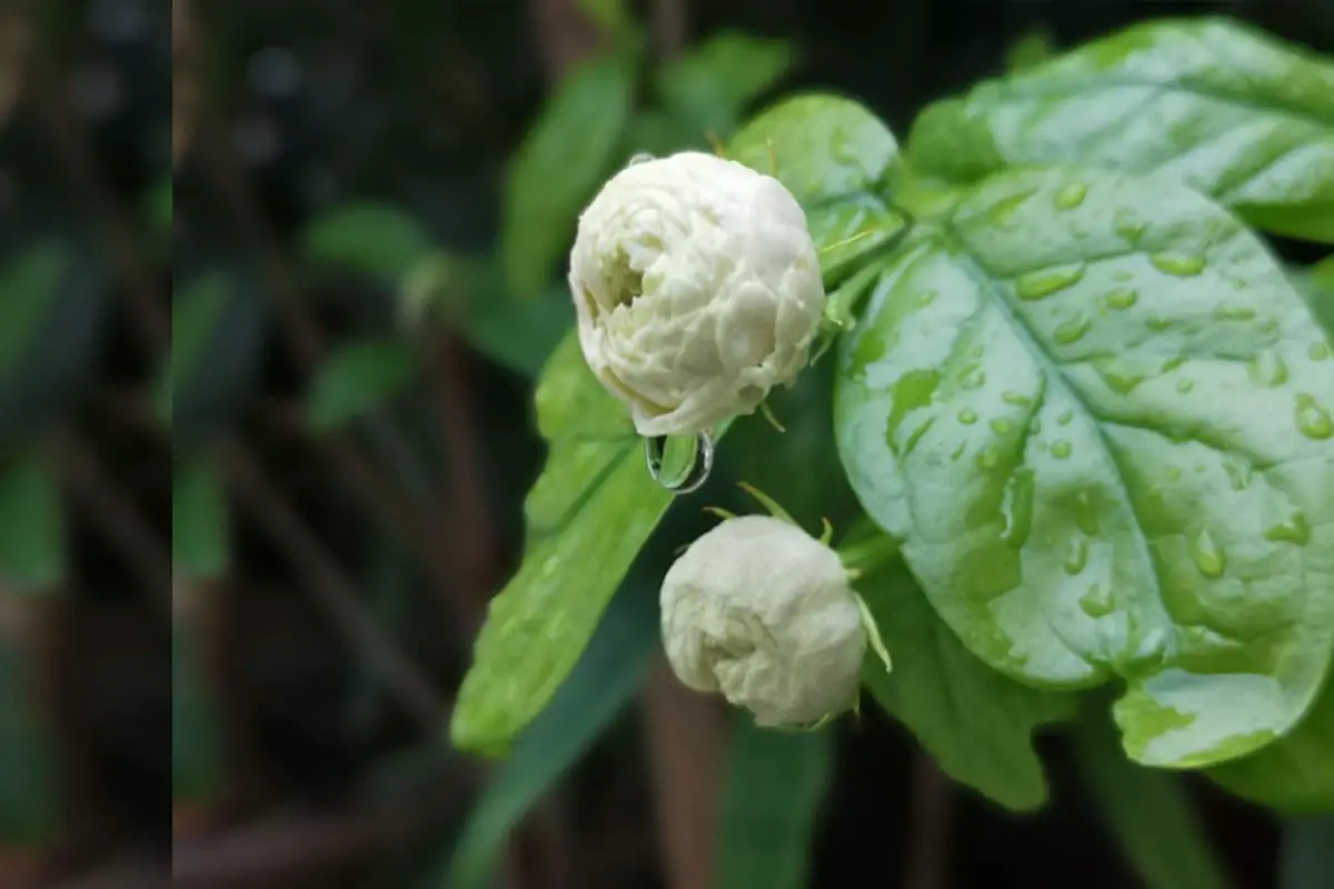 Tiger Head Jasmine