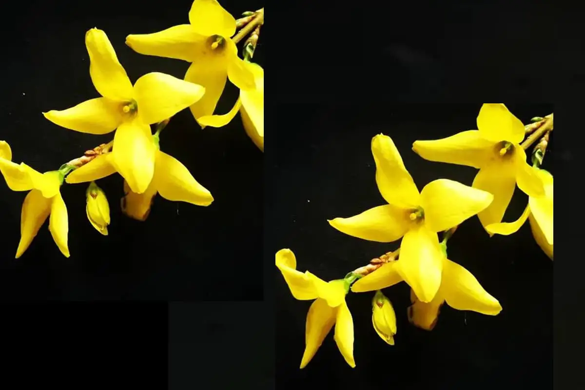 Forsythia