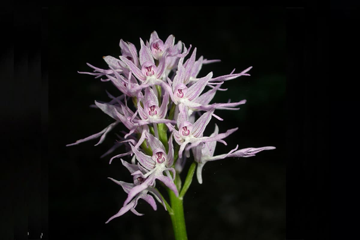 Learn About the Orchis Italica: Basics, Growth, Value and More