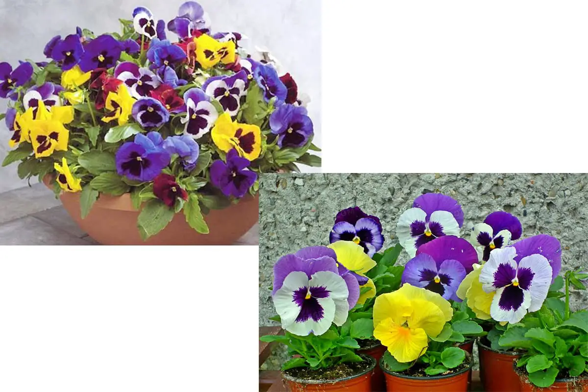 Pansy, Blooming period: April - July