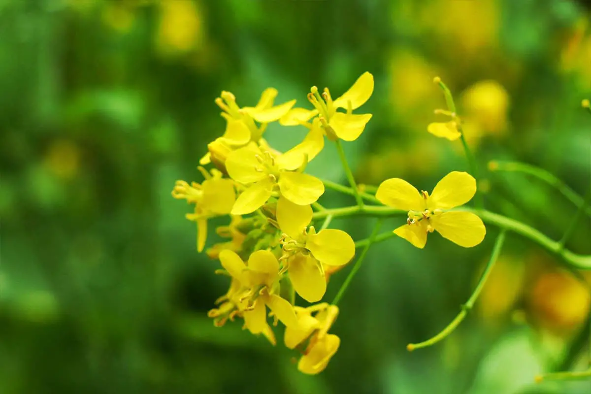 Rapeseed Flowers, Blooming period: March-April