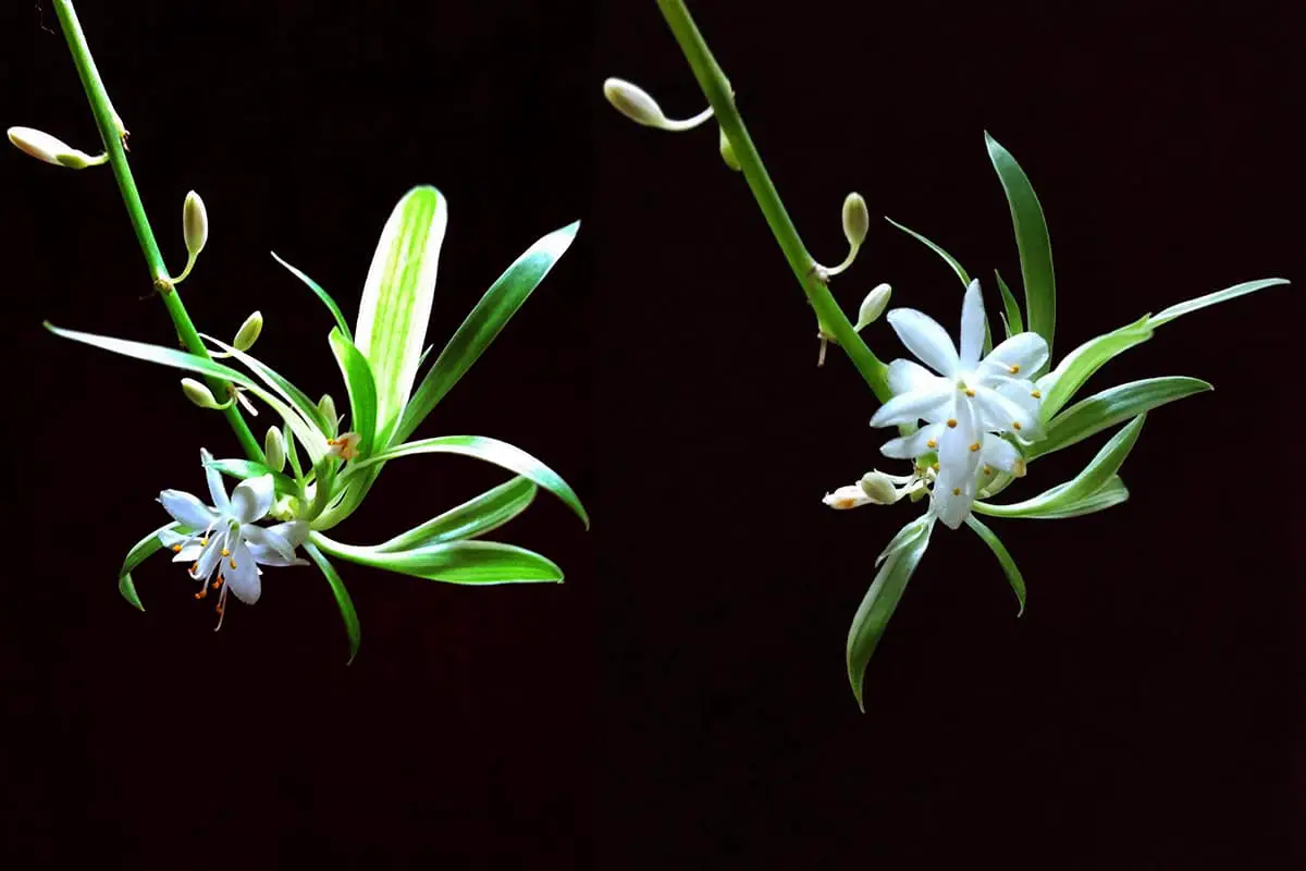 Spider Plant