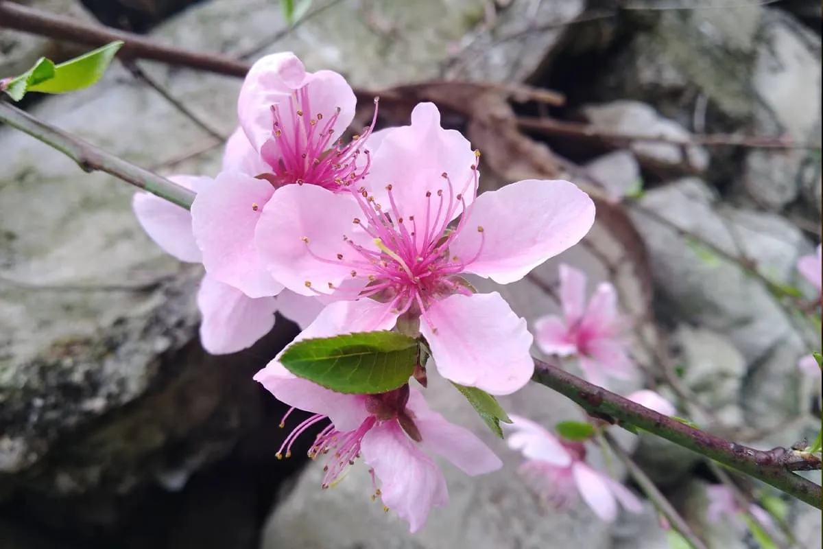 Learn About The Peach Blossom: Basics, Types, Growth & Care, Value and More
