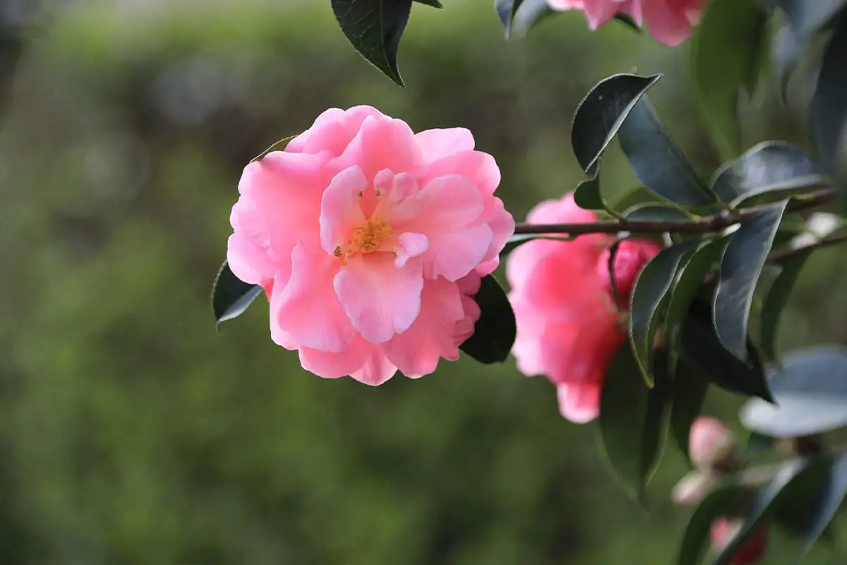 Camellia - Blooming period: October-May