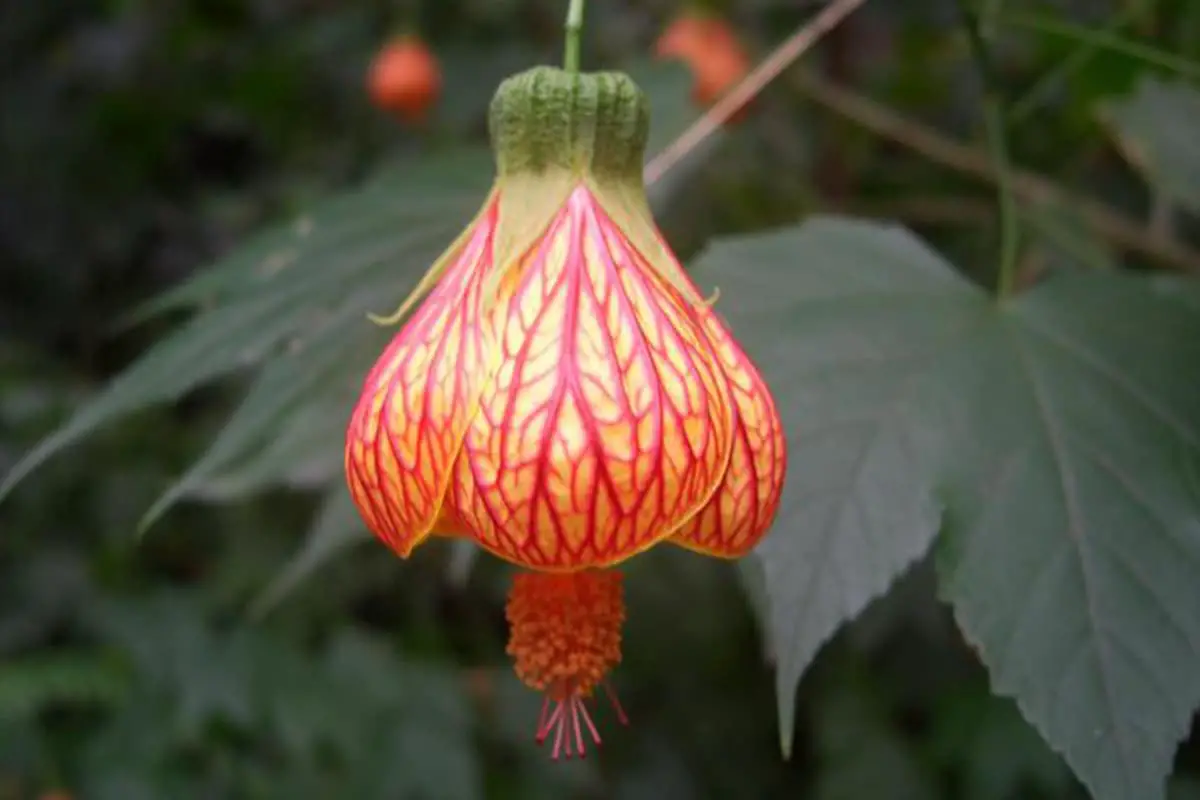 Malvaviscus arboreus