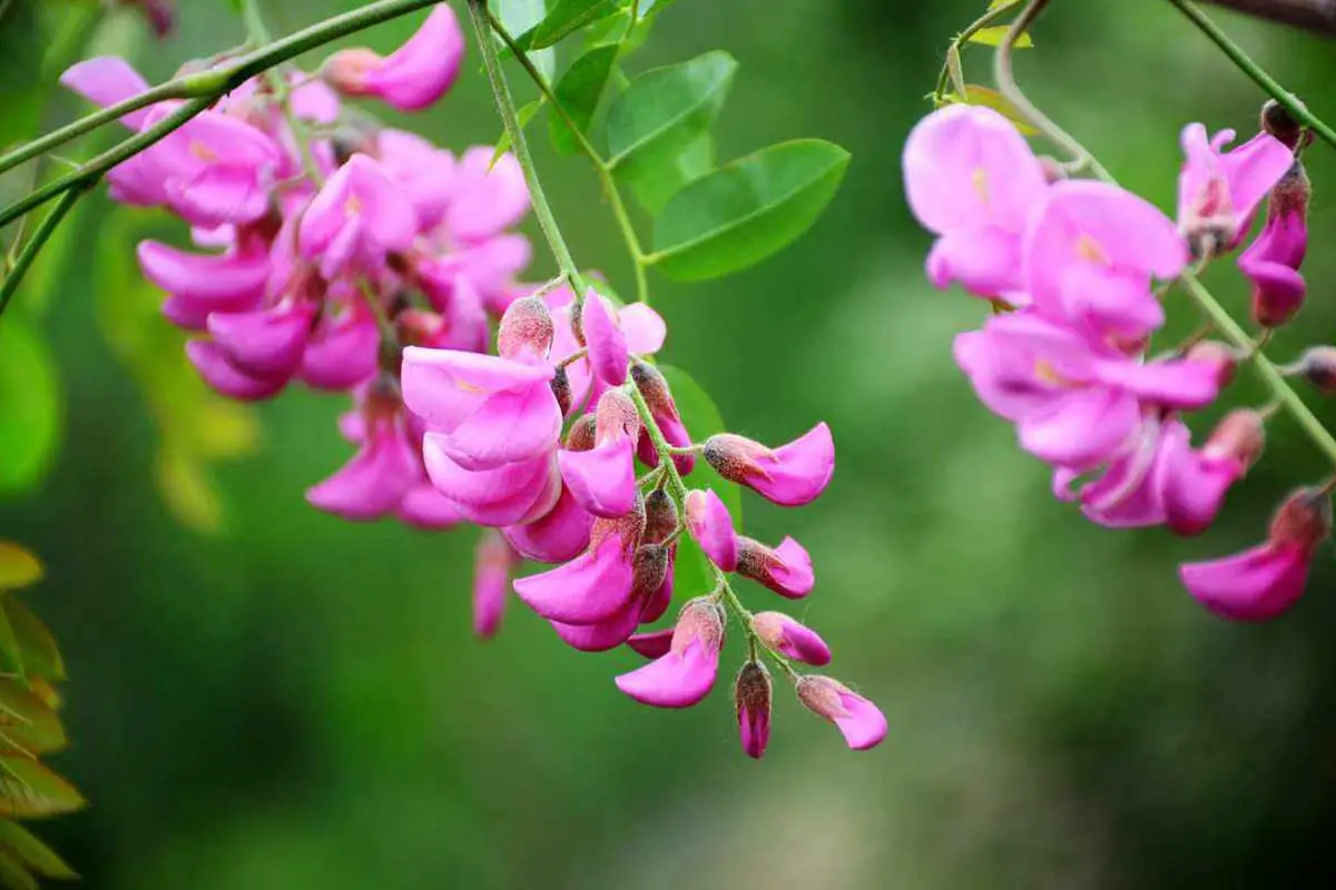 Sophora japonica