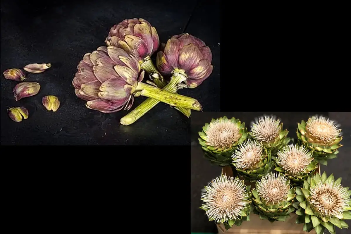 Cynara scolymus