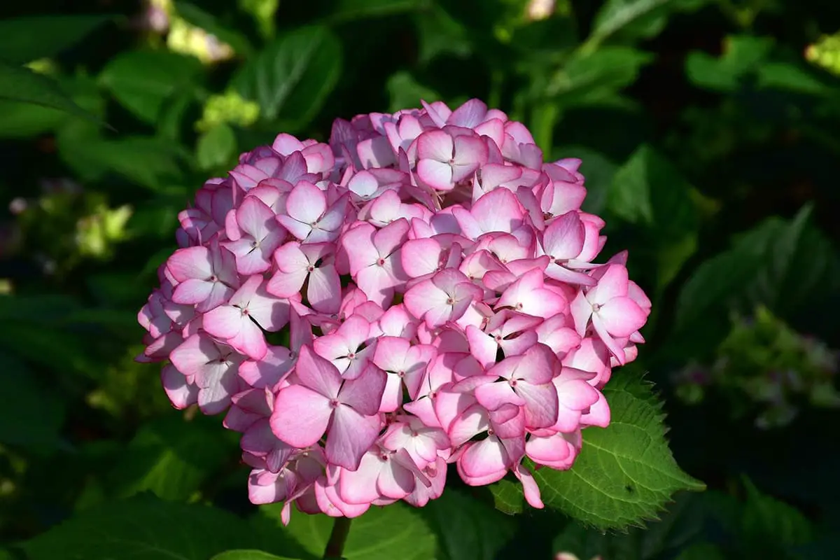 Hydrangea macrophylla