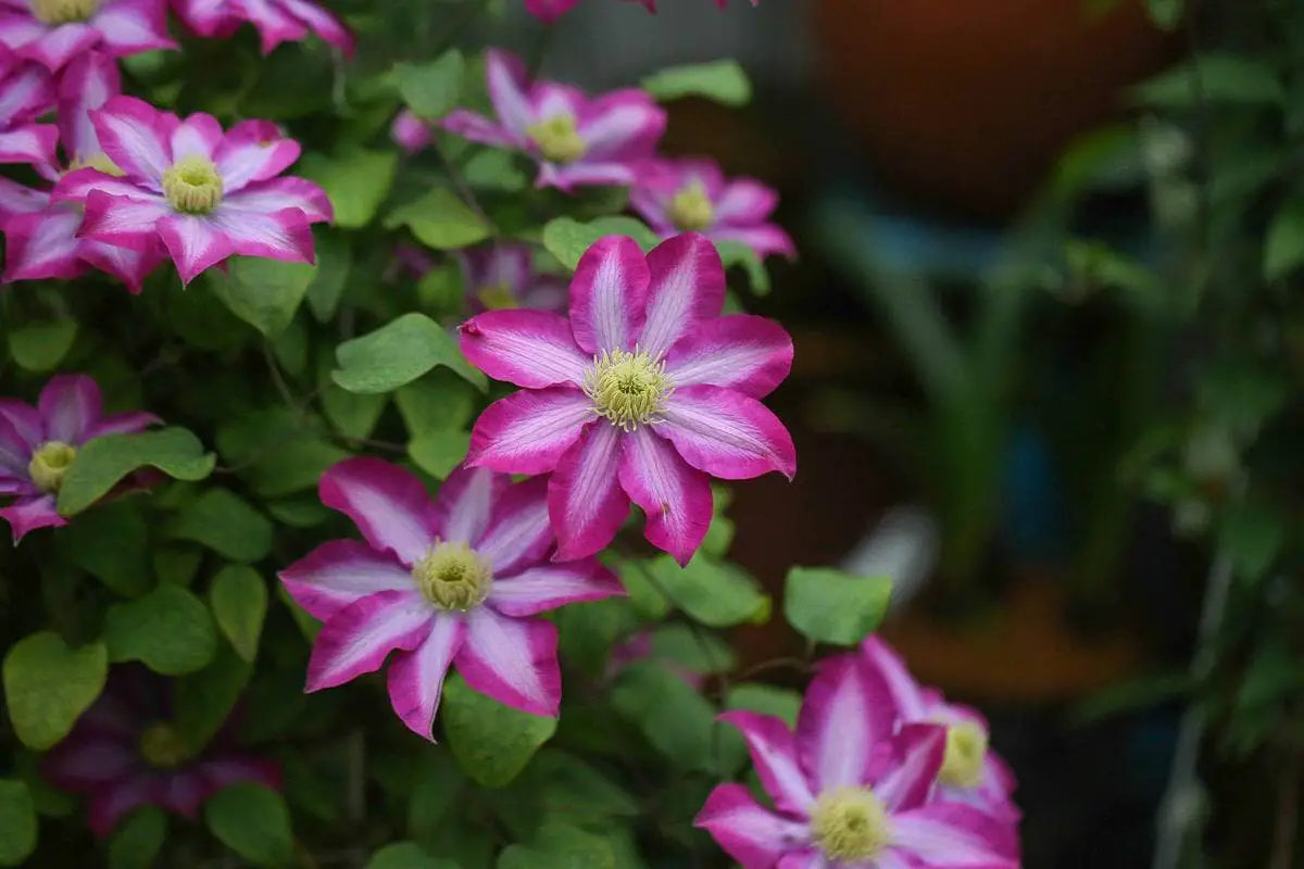 Clematis florida