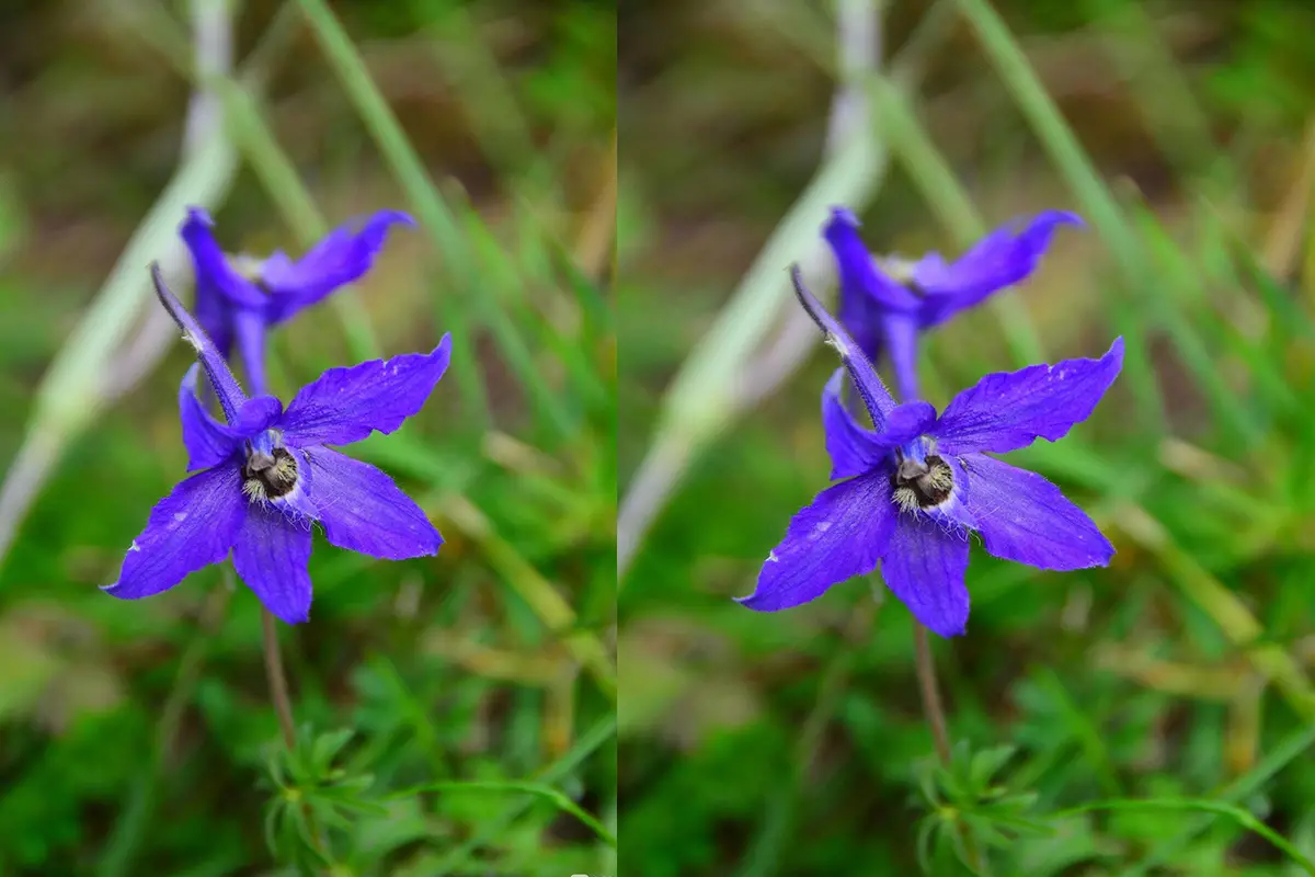 Rittersporn (Delphinium grandiflorum)