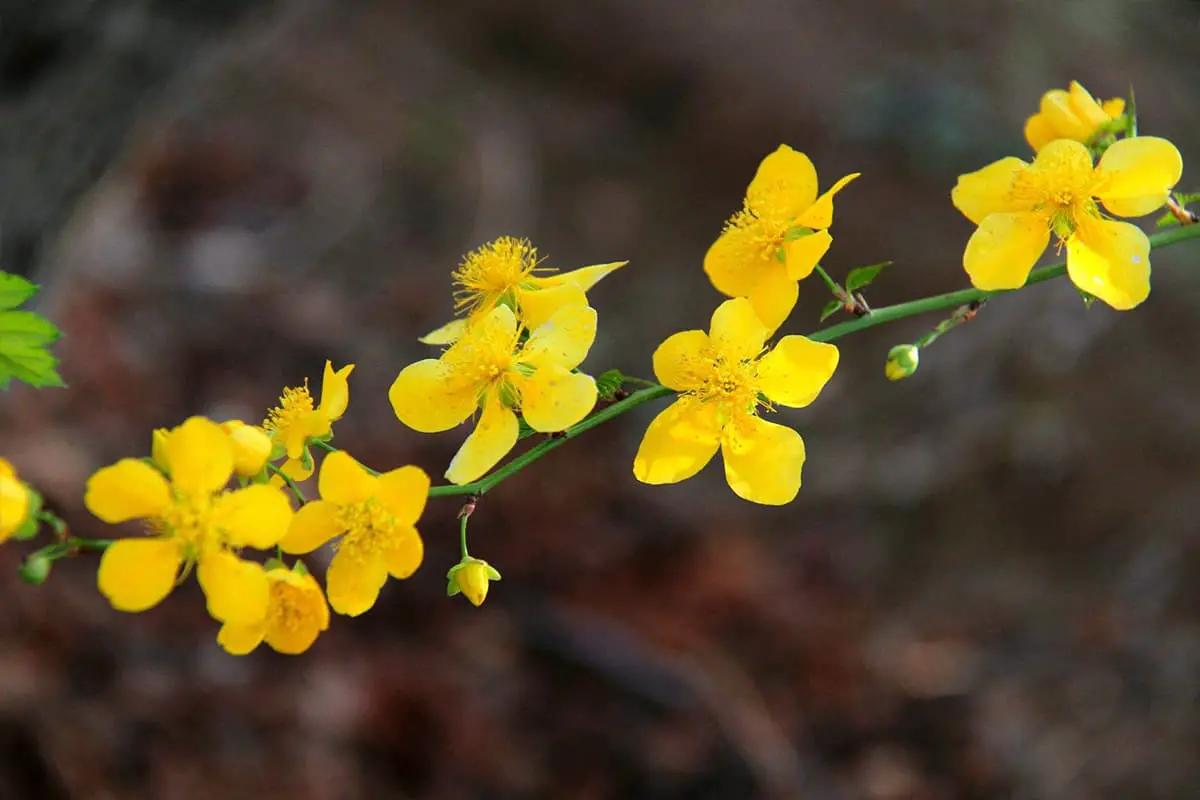 Kerria japonica