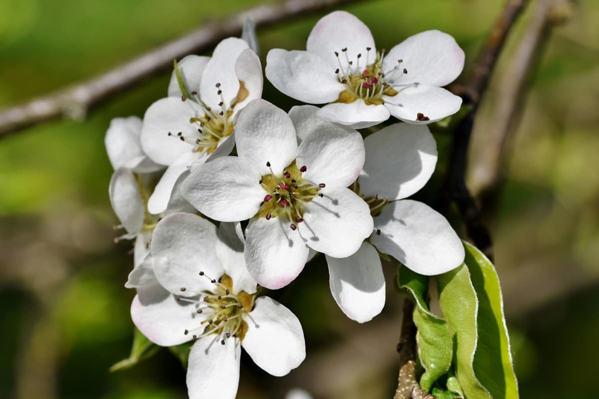 Pyrus