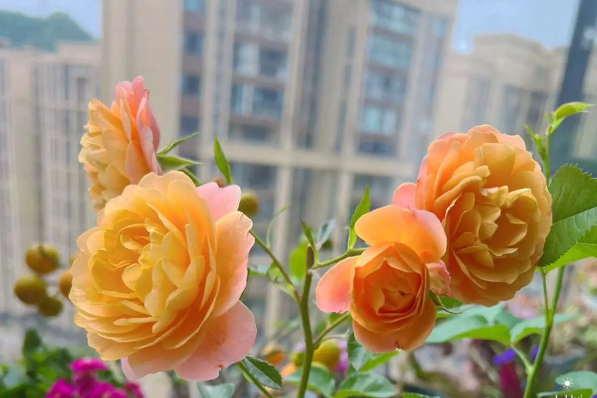 Rosa chinensis