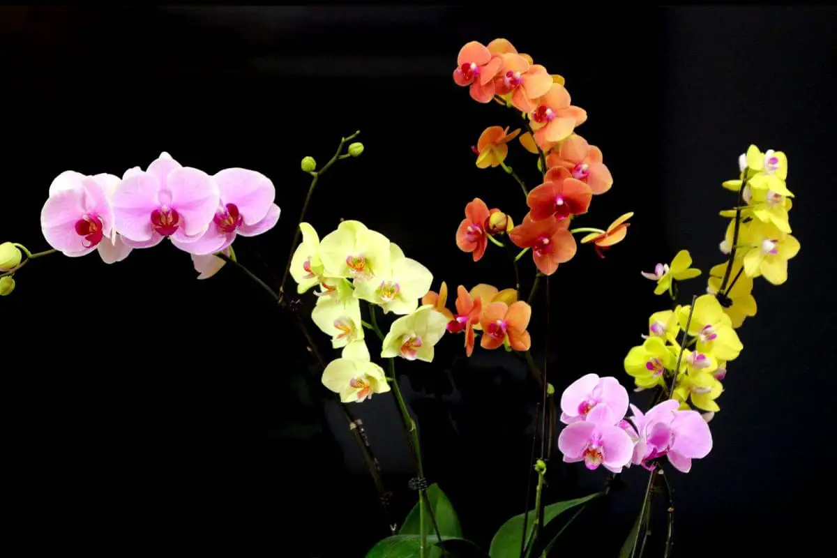 Leer meer over de Phalaenopsis Amabilis: Grondbeginselen, soorten, groei en verzorging, waarde en meer