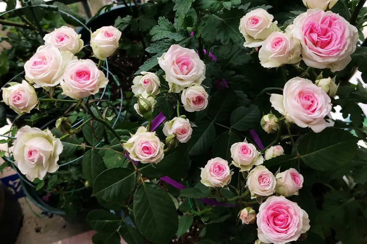 Learn About the Miniature Rose: Basics, Growth & Care, Value and More