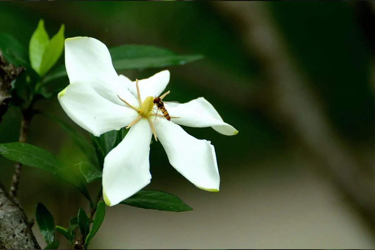  Gardenia