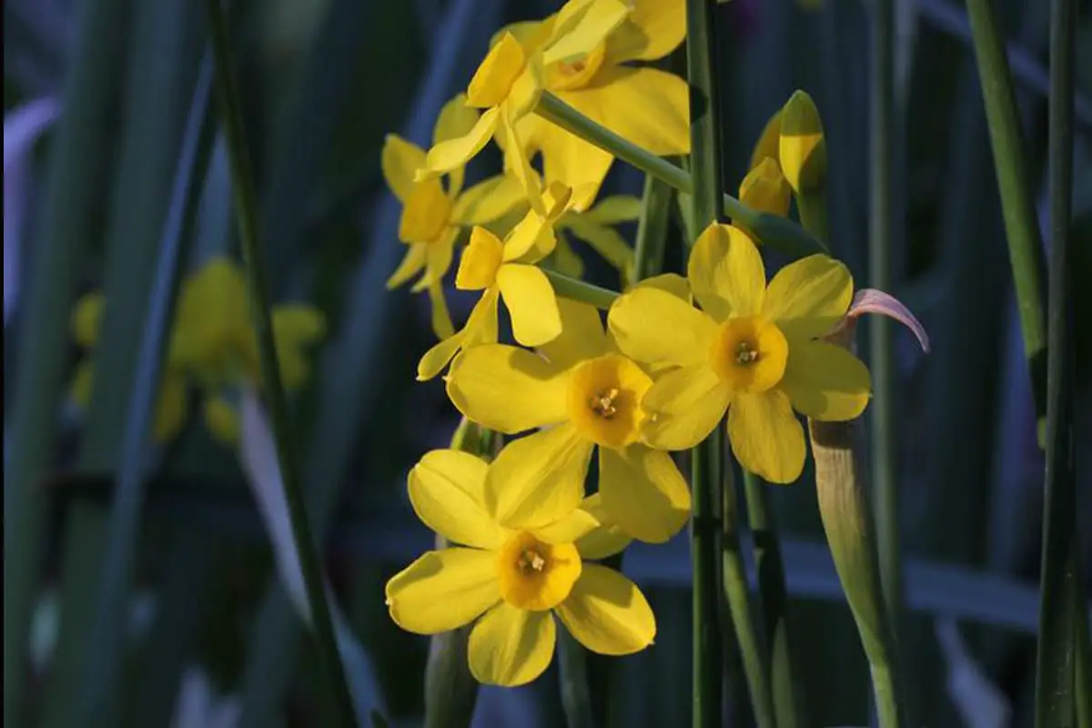 Gele narcissen, een van de tien beroemde bloemen van China