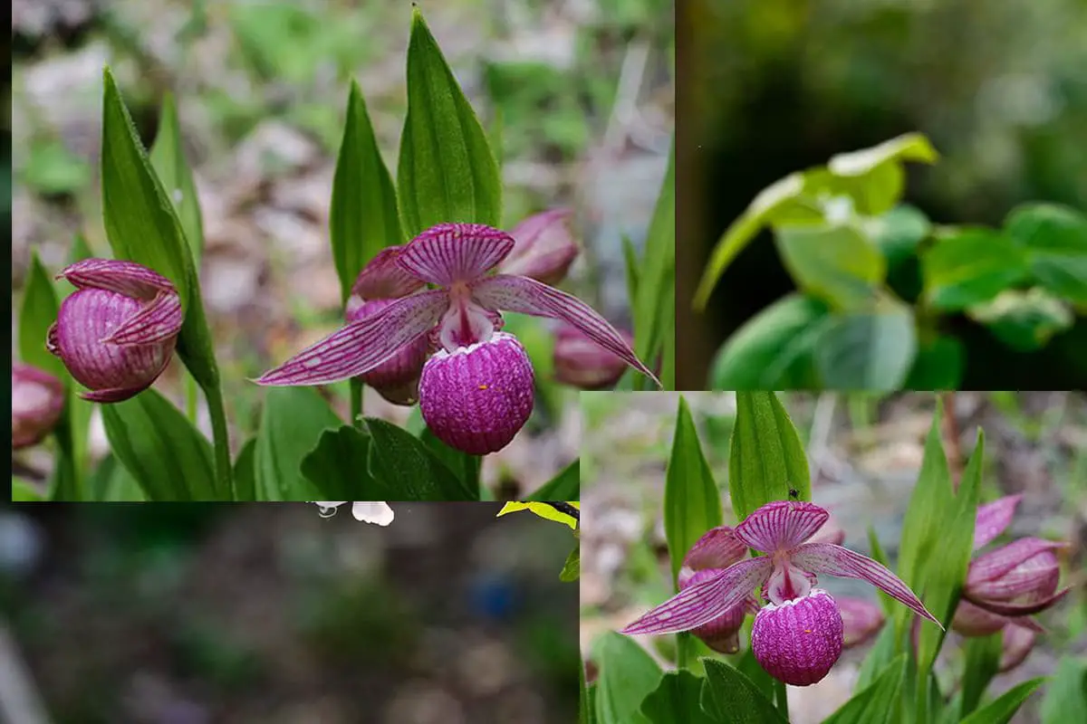 Lijiang Spoon Orchid