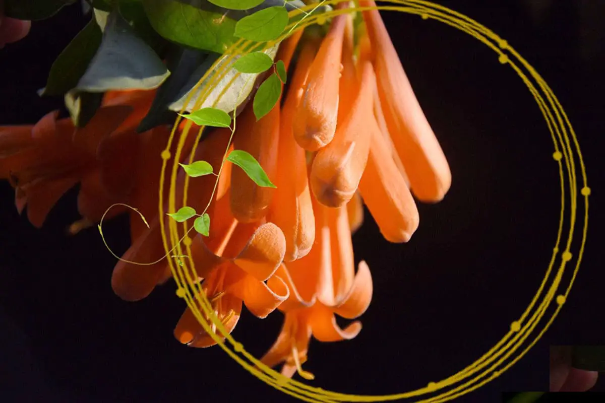 Pyrostegia Venusta, Blooming period: January - June