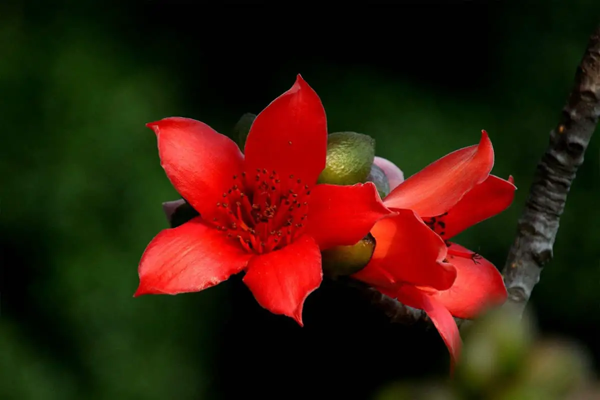 Kapok Flowers, Blooming period: February-March