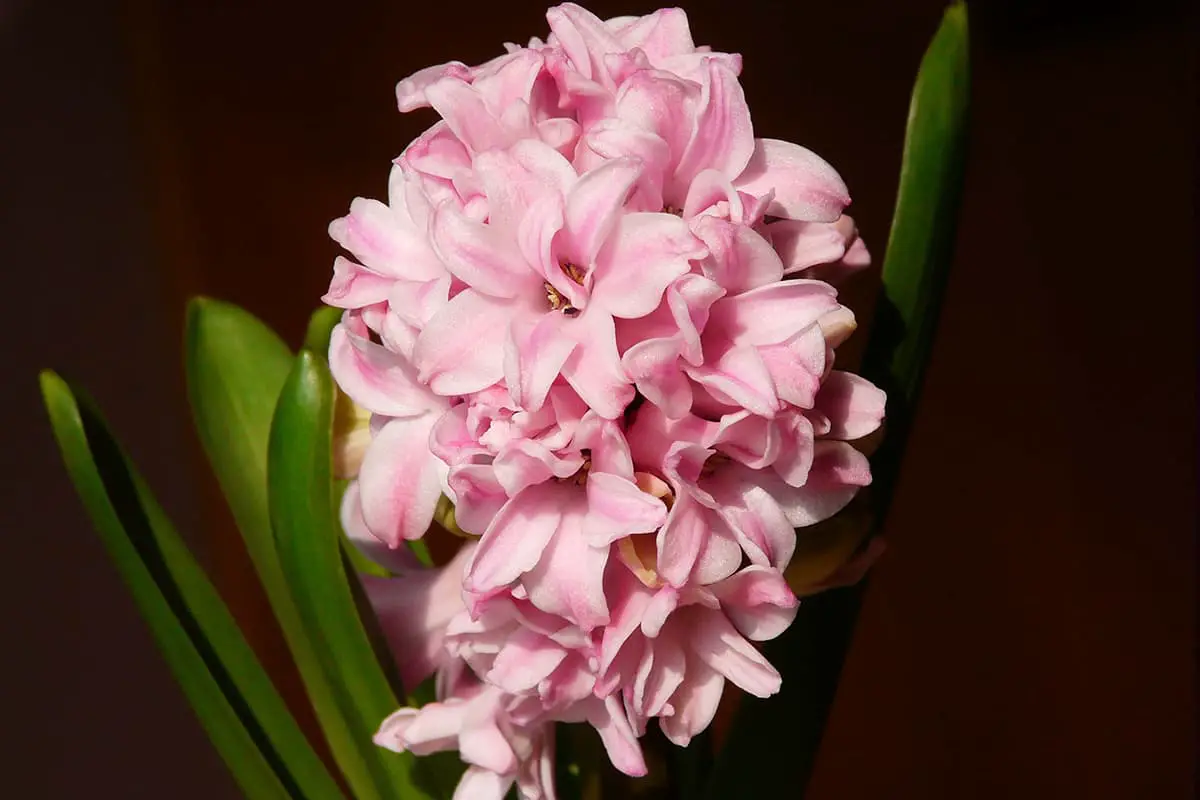 Hyacinth