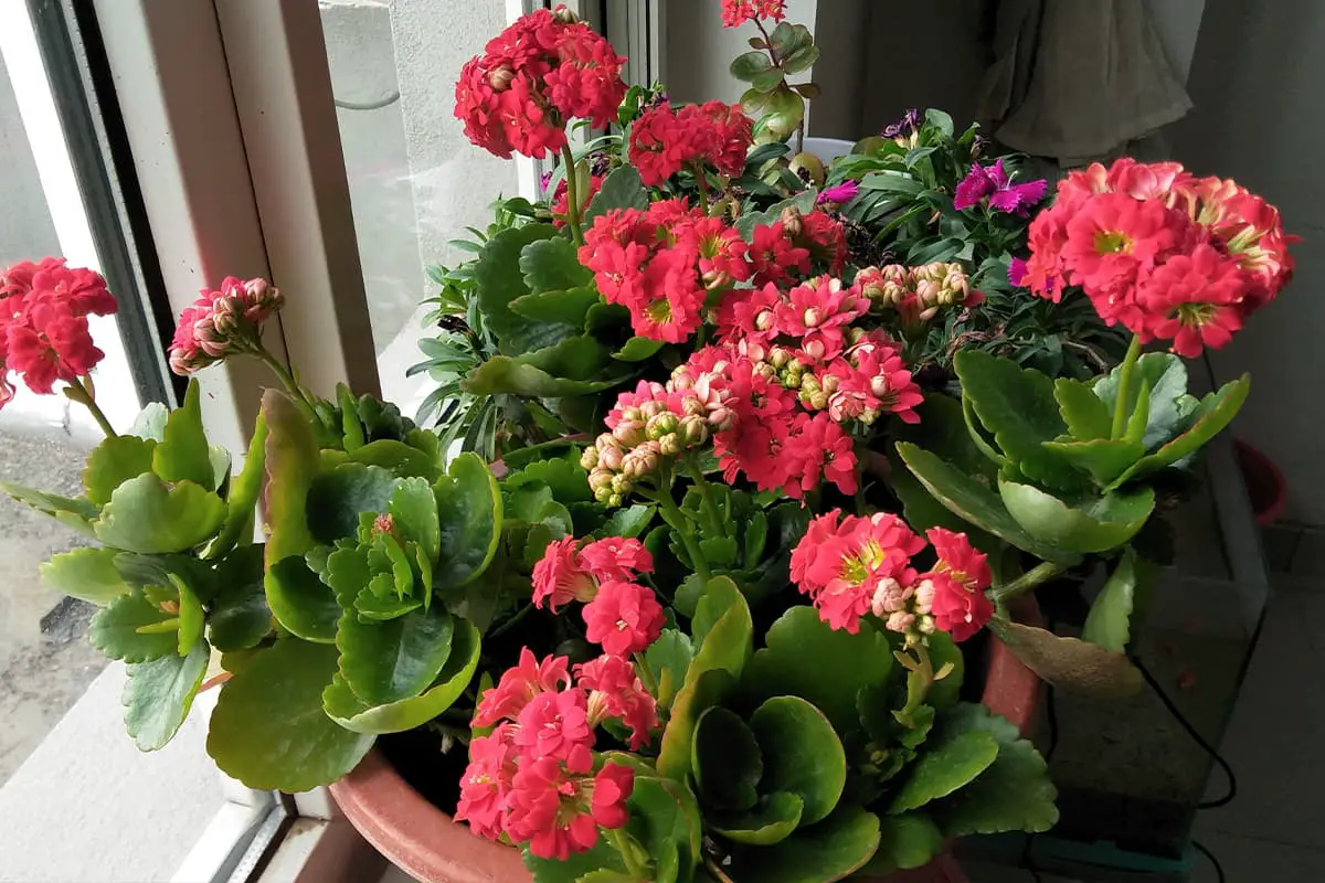 Kalanchoe Blossfeldiana (Flaming Katy) - Blooming period: December-April