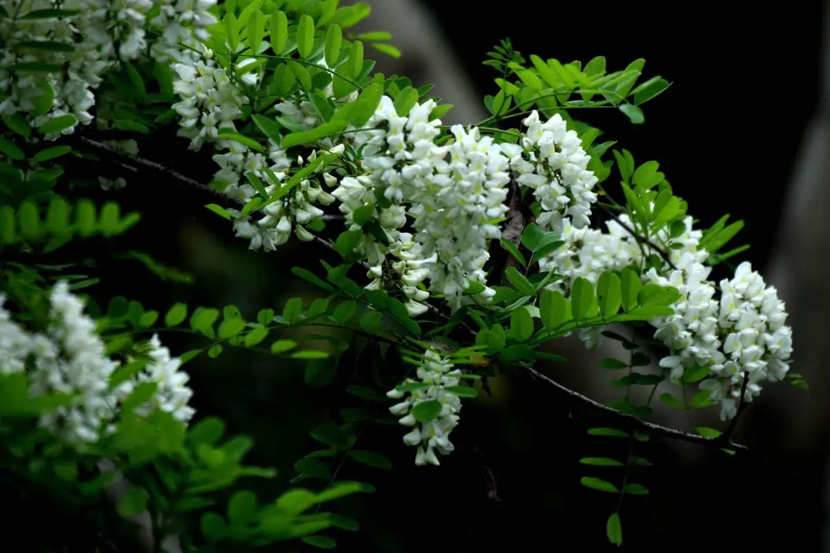 Sophora japonica