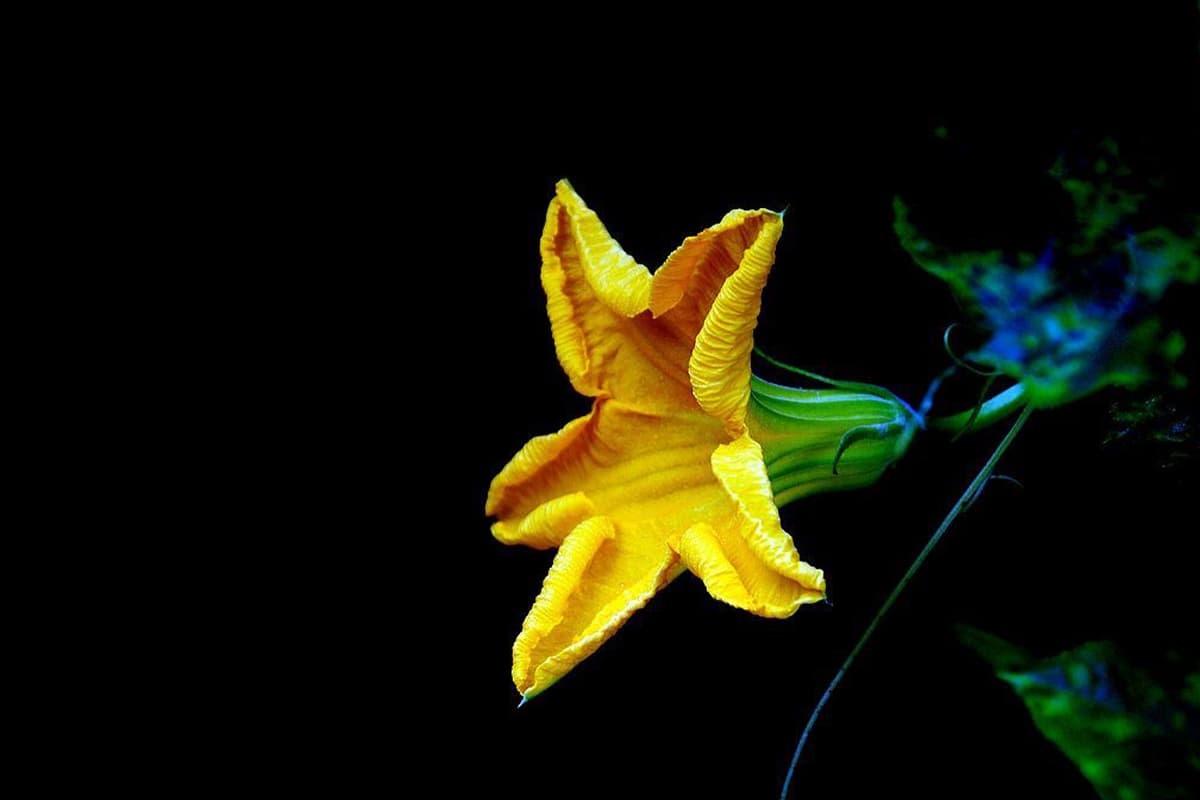 Cucurbita moschata
