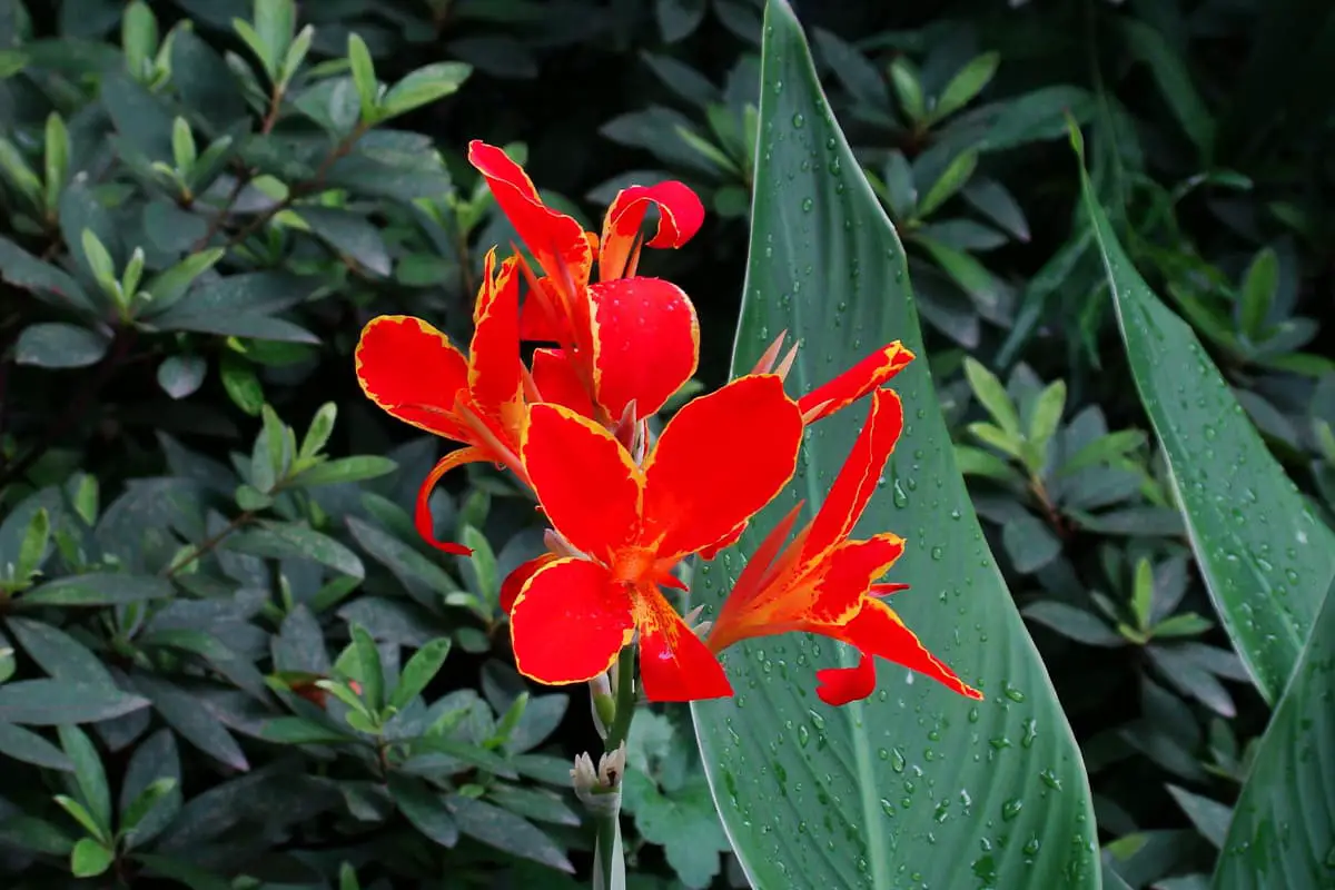 Canna indica