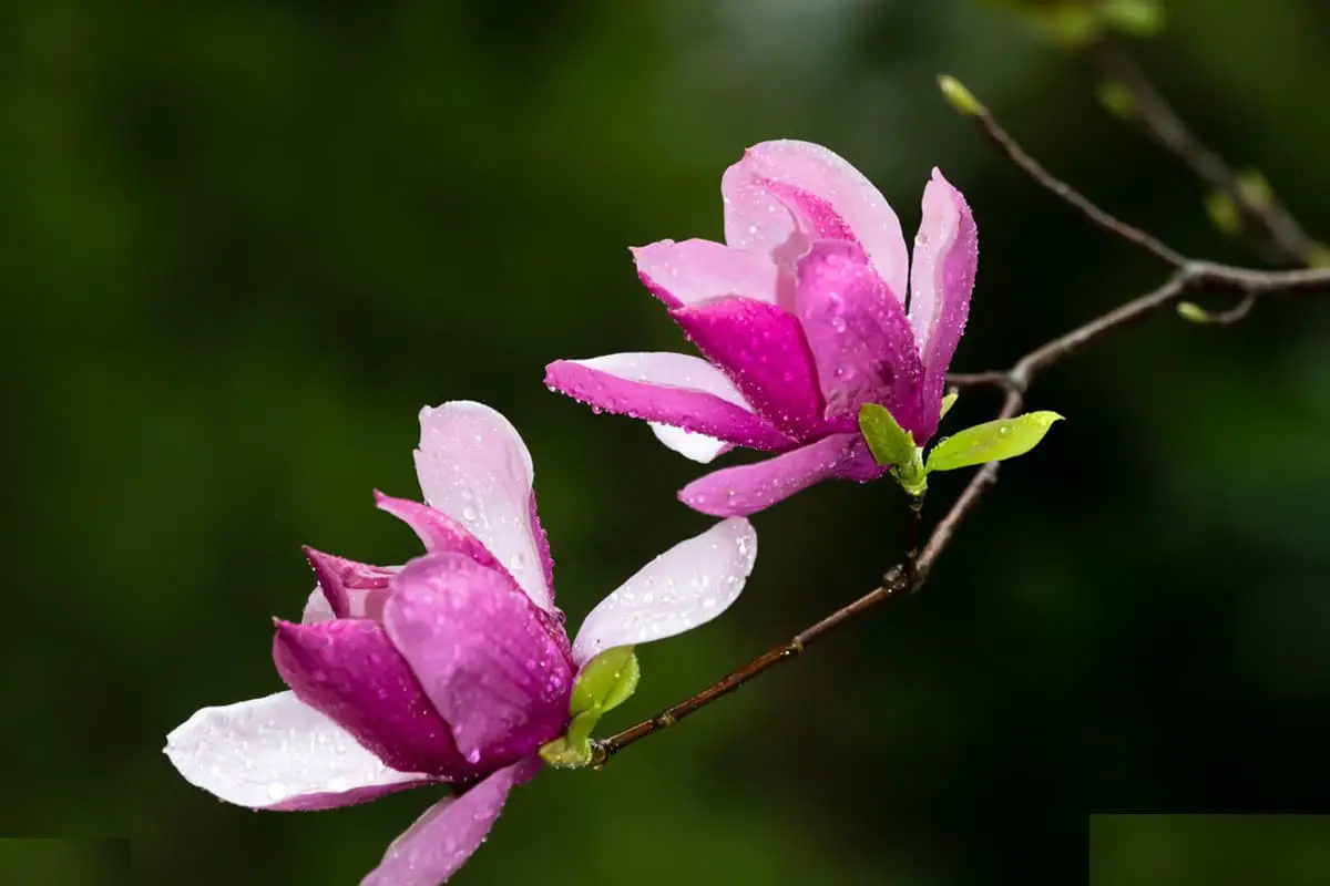 Yulania liliiflora