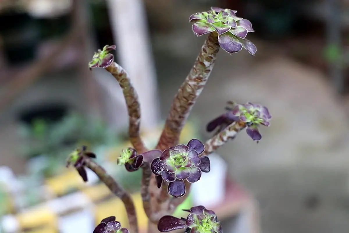 Aeonium arboreum